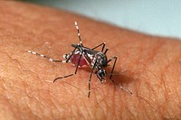 AEDES AEGYPTI VETOR DA: DENGUE / ZICA VIRUS / CHICUNCUNYA - PARTE 1 - NO PASSADO O BRASIL JÁ VENCEU ESSA BATALHA!