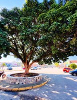 VALORIZAÇÃO DO PAU-BRASIL DE TREMEMBÉ 